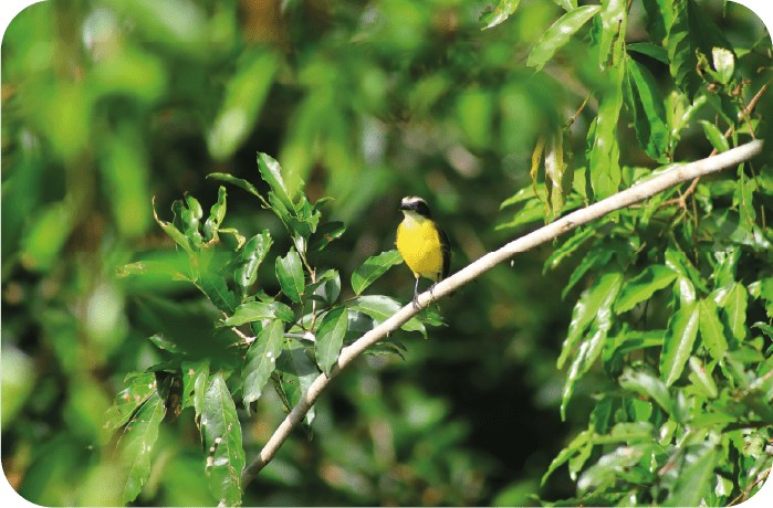 uso de teas bienparado