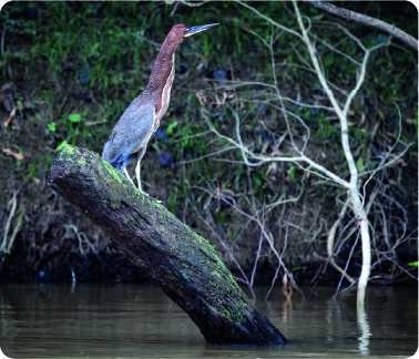 naturaleza Bienparado